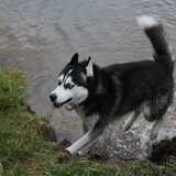 Foto van mich en mn husky's