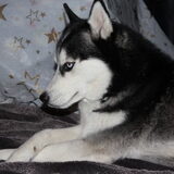 Foto van mich en mn husky's