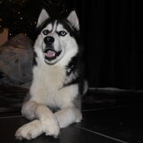 Foto van mich en mn husky's