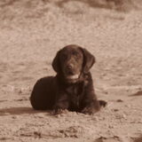 Max voor het eerst naar het strand 5 maand.