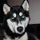 Foto van mich en mn husky's