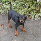 Foto van Marleen , Blacky & Justy