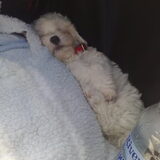 Sweety 2 in dromenland.