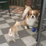 Bailey als pup en haar vriendinnetje.