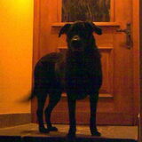 m,n 2de hond hugo ..kruising labrador / flatcoat ..13 jaar geworden ...