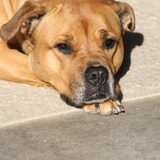 Onze heerlijke doggo canario van bijna 4 jaar. Haar snoet is voor ons…