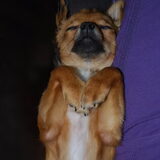 Vleermuis.....nee Chihuahua