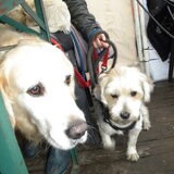 Tibo & Taiko