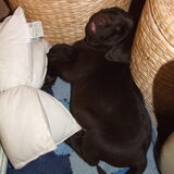 puppieslaapje