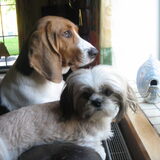 de 2 broers in de zetel.