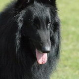 Onze reu Gylson, hier 3 jaar oud