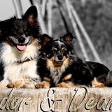 Foto van silke & woody