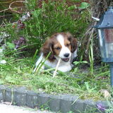 Luca heerlijk tussen de planten.
