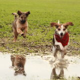 Foto van team Shadow
