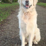 Foto van Lotte&Guus de Golden*