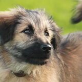 Foto van team Shadow