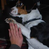 Onze Pipo-groet!