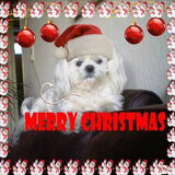 Deze mooie bewerkte kerstfoto van m,n lief Chicka, heeft Hanne gemaakt…
