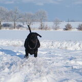 Heerlijk rennen in de sneeuw!!