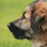 Foto van team Shadow