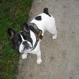 Foto van **The more I know about people, the more I love dogs**