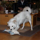Kobus, kruising Kees, bijna 1 jaar oud