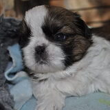 Foto van suzanne  shih-tzu