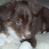 Onze red-tri border pup Fire