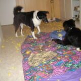 Anka had met het kussen van de katten heeel veel plezier tot verbazing…