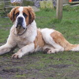 Dit is Sjaak een echte scheet van een hond. Groot, lomp en sullig…