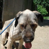 Boy in het assiel (briard reu)