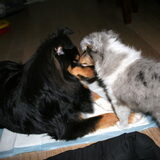 Foto van ~*Sammy Ft Jady Ft Bailey Ft Dusty*~