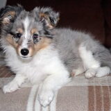 Dusty(L)