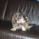 met kip op de bank bij Gonnie