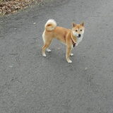 Kenai in Tillegembos :)