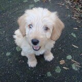 Bobbie "lachend" op de foto 9 weken oud