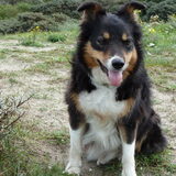 Mijn overleden hond Sandy