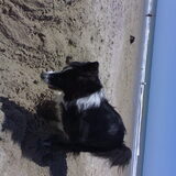 Mijn hond Bonnie, altijd in om te spelen