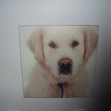 Foto van Lotte&Guus de Golden*