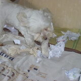 Snoepjes uit een prop papier halen. dec. 2011