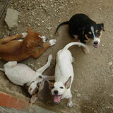 Asiel Curacao. Ongelooflijk hoe vaak er pups werden binnengebracht of…