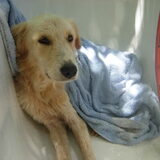 Asiel Curacao. Na het badritueel...je was de enige hond welke er NIET…
