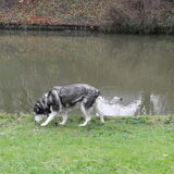Nieuwjaarswandeling: Kenai en haar vriendin Junkie :)