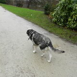 Nieuwjaarswandeling: Kenai en haar vriendin Junkie :)