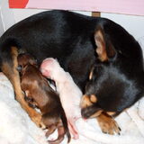 pupje 1 en 2 reu en teefje klein en groot 75 en 120 gram