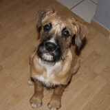 Puppy ^^