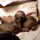 pupje 2 en 3 twee teefjes groot en klein 75 en 120 gram