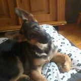 Skik en zn gekke kop! (hond van me ouders)