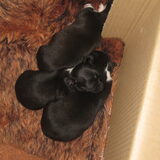 Pups!