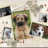 Foto van team Shadow